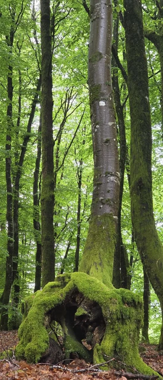 Un hêtre majestueux, tronc moussu, sous‑bois vert tendre.